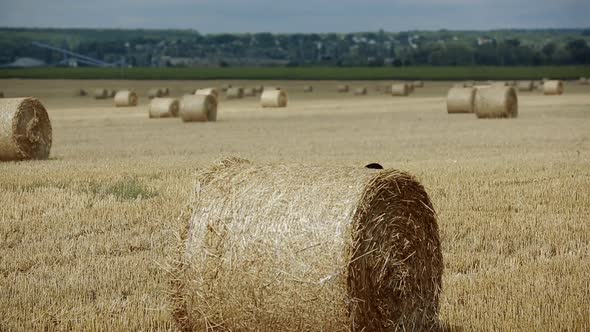Boy Relaxing On Field. Happy child boy relaxing on summer field alt