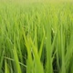 Young Green Rice Springs Grass Field - VideoHive Item for Sale