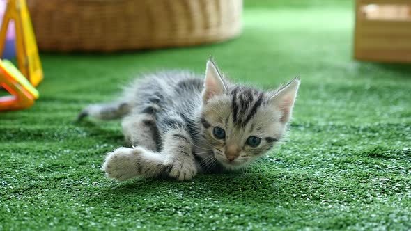 Cute American Short Hair Kitten Lying On Green Grass