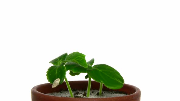 Rotating cucumbers in a pot, seamless loop