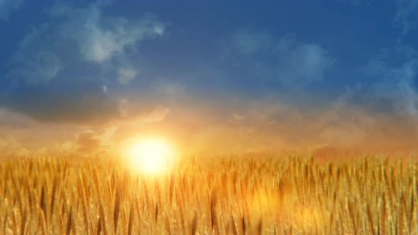 Wheat Field At Hot Summer 4K