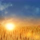 Wheat Field At Hot Summer 4K - VideoHive Item for Sale