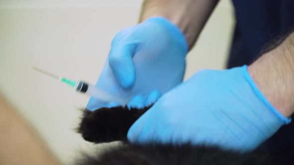 Veterinarian Makes an Injection to a Cat