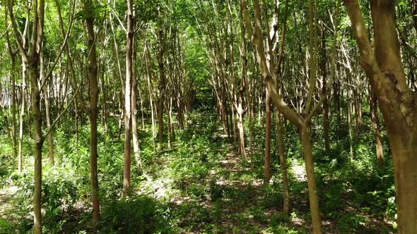 Plantation for the Extraction of Natural Latex From Rubber Trees. Drone View