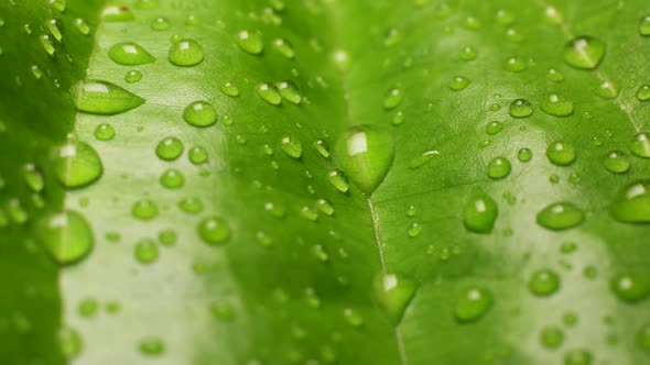 Green Leaf In Nature