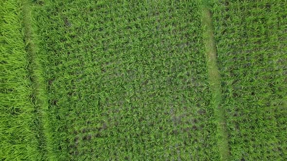 Aerial view of agriculture in green paddy rice fields