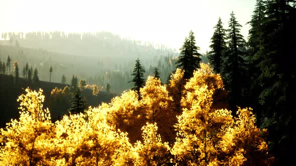 Bright Sunset in the Mountains with Forest