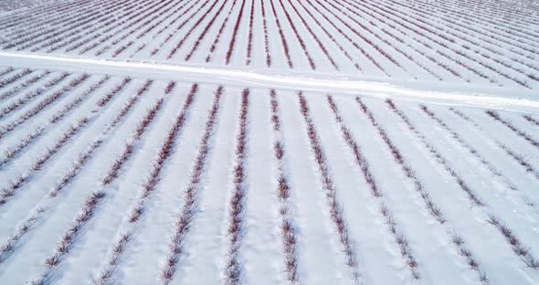 Aerial View of Blueberry Field in Winter