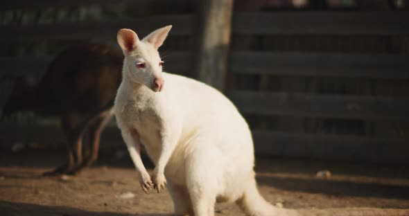 Close up of Adult albino red-necked wallaby on a farm