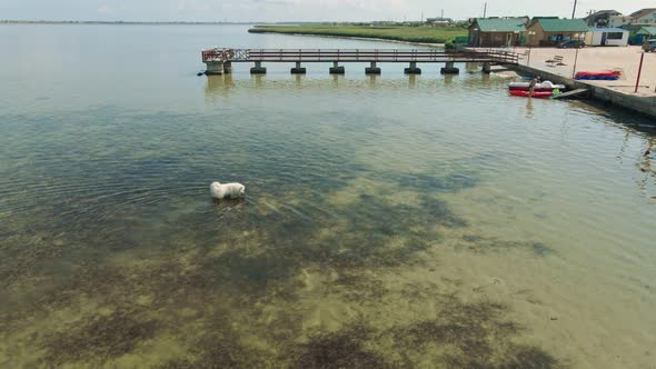 Drone Following Big Fluffy White Samoyed Dog Walks in the Clear Sea Water