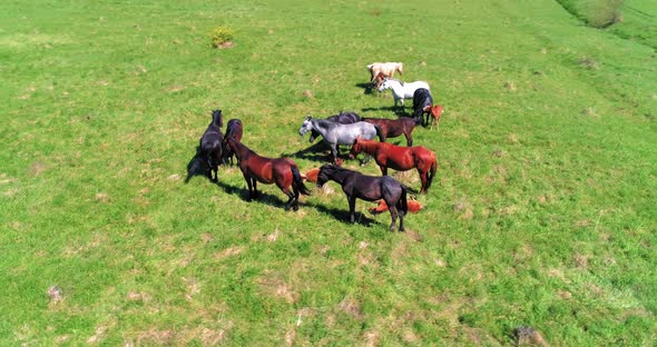 Flight Over Wild Horses Herd on Mountain Meadow. Summer Mountains Wild Nature. Freedom Ecology