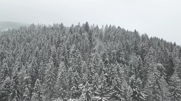 Pine trees covered in fresh layer of snow on cold winters day. Drone.