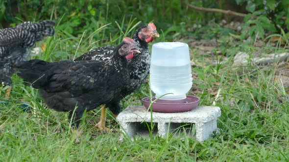 Two black chickens drinking water at a farm 