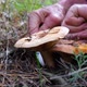 Mushroom picker in the forest cuts mushrooms with a knife - VideoHive Item for Sale