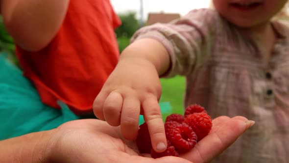 Cute Little Girl is Eating Raspberries From an Adults Hands Outdoors