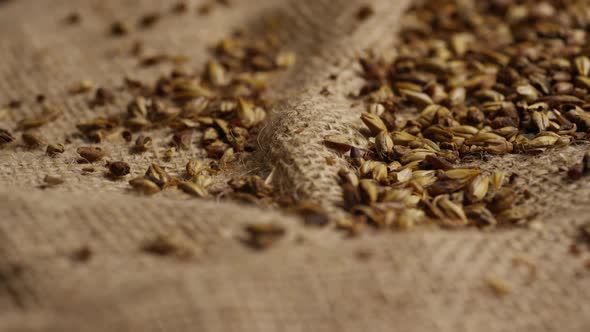 Rotating shot of barley and other beer brewing ingredients - BEER BREWING