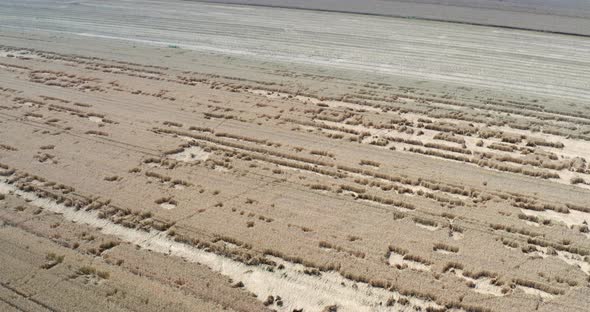 Wheat Field Destroyed By Wild Boars