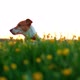 Jack Russel Terrier on Flowers Meadow - VideoHive Item for Sale
