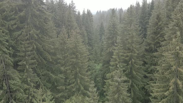 Ukraine, Carpathians: Forest Landscape. Aerial View. Flat, Gray