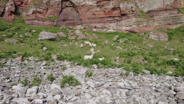Wild White Saanen Goats Grazing at the Foot of a Mountain
