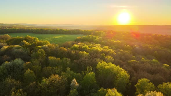 Aerial View of Woodland with Fresh Green Trees in Early Spring at Sunset