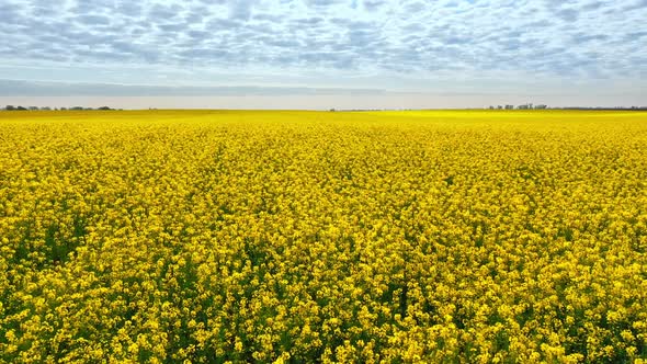 Aerial Drone Footage of Field of Yellow Rape Against the Blue Sky