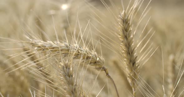 Ready To Harvest