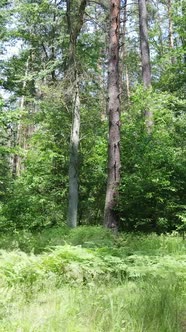 Vertical Video of a Forest with Trees