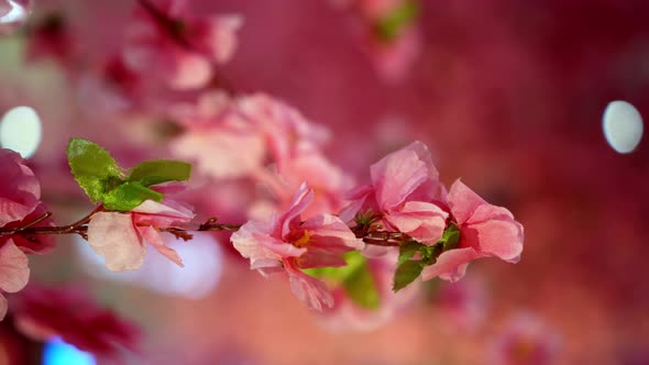 Select focus pink color plum blossom decoration