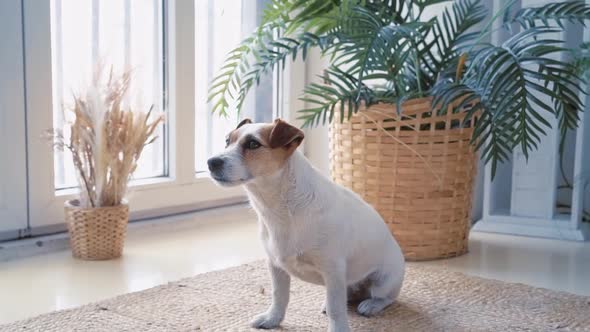 Portrait of a Cute Calm Jack Russell Dog Sitting on a Mat Near a Large Window with Green Plants