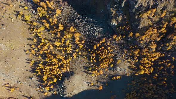 Yellow Larches on Mountain Slope in Autumn, Aerial Top-Down View. Altai, Russia