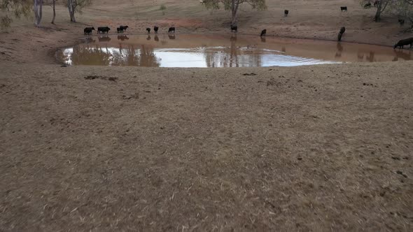 Aerial footage of ducks and cows on an agricultural dam in regional Australia