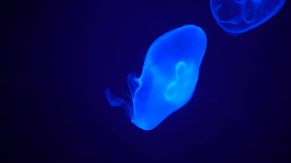 Glowing Jellyfish Floating Lonely and Tranquil at Blue Background