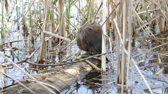 A muskrat crawls on a log, looking for food, and swims away.