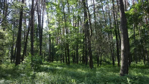 Beautiful Green Forest on a Summer Day Slow Motion