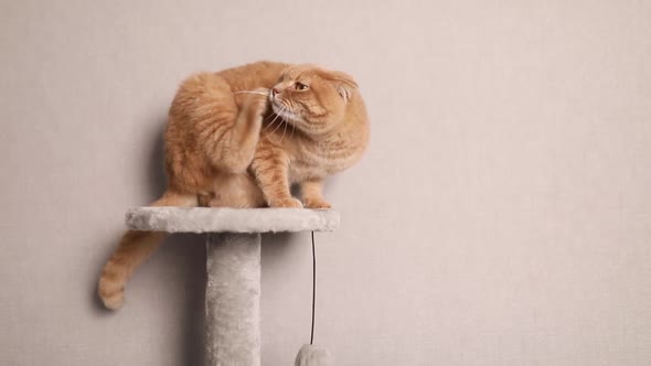 Ginger cat sits on scratching in living room at home and itches from fleas