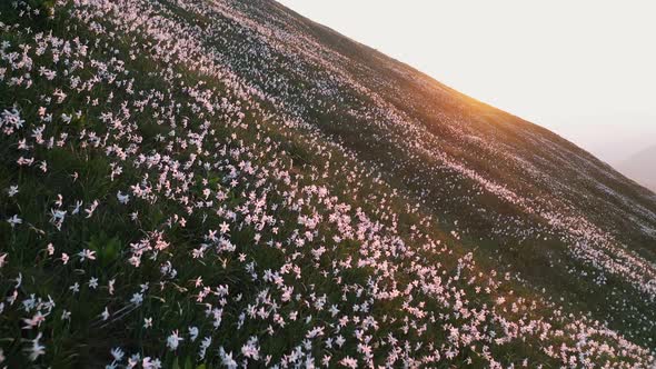 Flying over a field of daffodils in spring