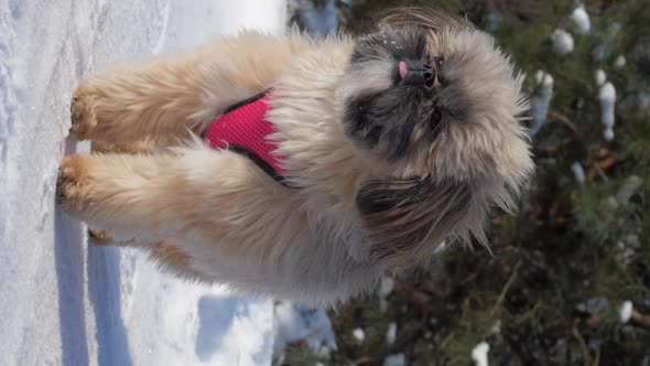 Little Dog with Brown Fur and Pink Collar Stands on Snow