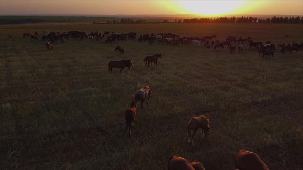 Herd of Horses Grazing on Meadow