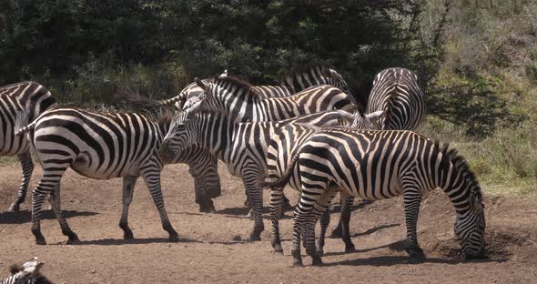 Grant's Zebra, equus burchelli boehmi, Herd at Nairobi Park in Kenya, Real Time 4K