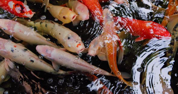 Koi Fish Cyprinus Caprio Cyprinus Rubrofuscus Swim with Reflections and Small Waves on the Surface