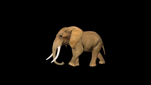 4K Circus Tiny Elephant Walk