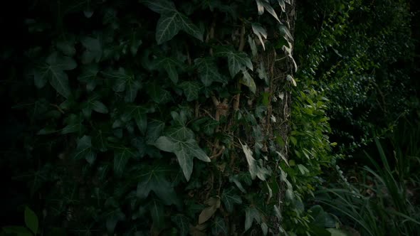 Passing Old Tree Covered In Ivy