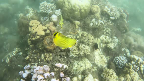 Snorkeling Around the Coral Reefs with Tropical Fishes