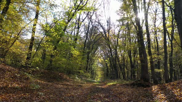 Walking In The Epic Forest