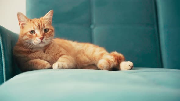 Beautiful Red Cat, Lying and Relaxing on a Blue Sofa on a Sunny Day.
