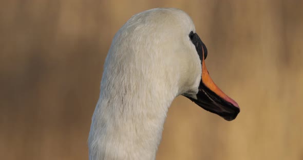 Portrait of mute swan, cygnus olor.