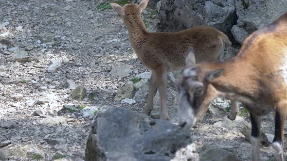 Close up of cute Mouflon Family foraging for food on rocky ground in wilderness. Ovis Orientalis Mus