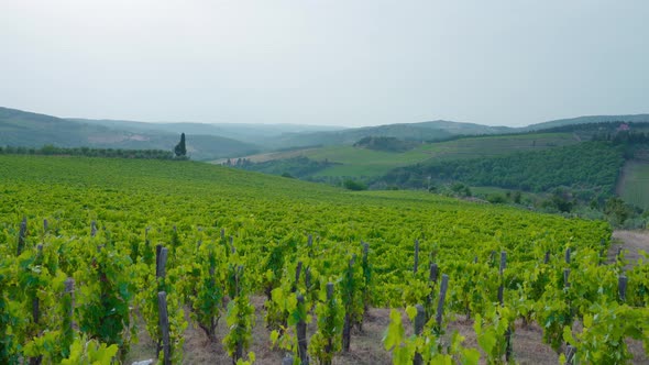 Green Grape Vineyards on the Beautiful Hills of Tuscany