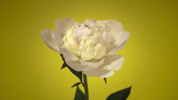 Timelapse of Flowering Pink Peonies Blooming on Isolated on Yellow Background